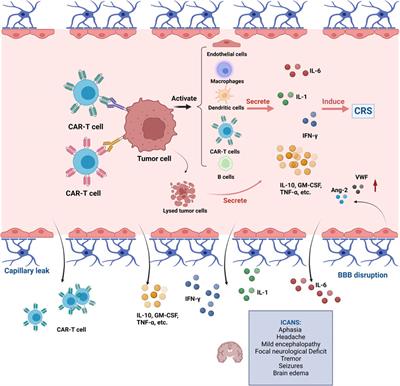 The pathogenesis, diagnosis, prevention, and treatment of CAR-T cell therapy-related adverse reactions